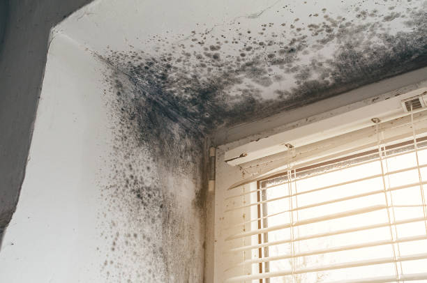 Affordable Attic Mold Remediation solutions in Lemoyne, PA